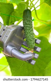 Smart Robot Farmer Harvesting Cucumbers In Greenhouse, Agriculture Futuristic Concept, Android Robot Arm Close Up