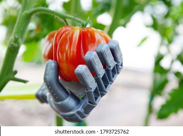 Smart Robot Farmer Harvesting Tomatoes In Greenhouse, Agriculture Futuristic Concept, Android Robot Arm Close Up