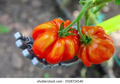 Smart Robot Farmer Harvesting Tomatoes In Greenhouse, Agriculture Futuristic Concept, Android Robot Arm Close Up