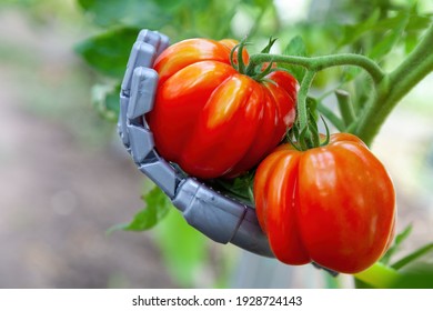 Smart Robot Farmer Harvesting Tomatoes In Greenhouse, Agriculture Futuristic Concept, Android Robot Arm Close Up