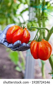 Smart Robot Farmer Harvesting Tomatoes In Greenhouse, Agriculture Futuristic Concept, Android Robot Arm Close Up