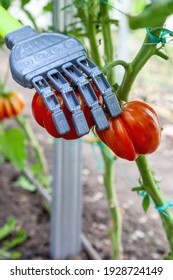 Smart Robot Farmer Harvesting Tomatoes In Greenhouse, Agriculture Futuristic Concept, Android Robot Arm Close Up