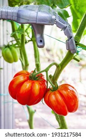 Smart Robot Farmer Harvesting Tomatoes In Greenhouse, Agriculture Futuristic Concept, Android Robot Arm Close Up