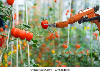 Smart Robotic Farmers In Agriculture Futuristic Robot Automation Work Harvest Tomato