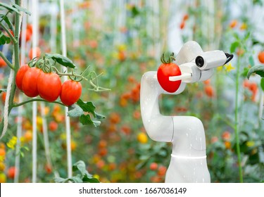 Smart robotic farmers tomato in agriculture futuristic robot automation to work to increase efficiency - Shutterstock ID 1667036149