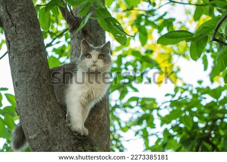 Smart skillful cat climbing a tree and comes down from the tree. Cat on the tree on a natural background.