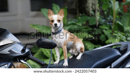 Smart small breed dog riding on a motorbike.