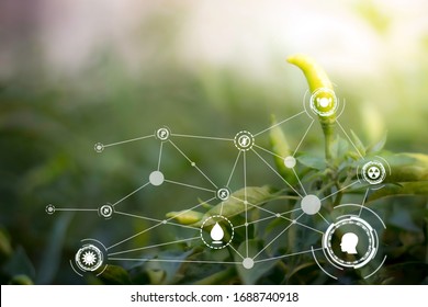 Smart Technology With Internet Of Things Futuristic Agriculture Concept. Analysis Report With One Finger Click On Digital Screen. Free Space For Text.  Blurred Gentle Artistic Nature  Background