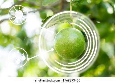 Smart Technology Of Things Futuristic Agriculture Concept. Green Lemon And Morning Light, Gardening Inspection.