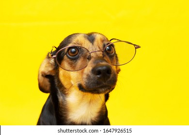 Smart and trained dog with glasses on the nose