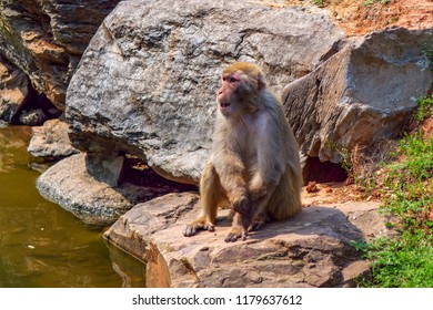 Smart wit monkey