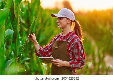 Smart woman farmer agronomist using digital tablet for examining and inspecting quality control of produce corn crop. Modern technologies in agriculture management and agribusiness - Shutterstock ID 2034625682