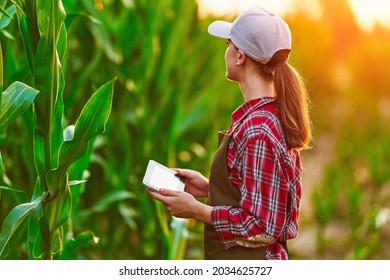 Smart woman farmer agronomist using digital tablet for examining and inspecting quality control of produce corn crop. Modern technologies in agriculture management and agribusiness - Powered by Shutterstock