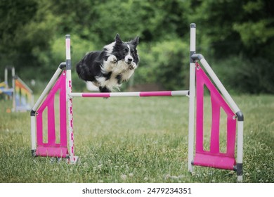 Smartest breed Border Collie running through agility obstacles during summer competition. Dog professional training picture, active lifestyle and sport with pets - Powered by Shutterstock