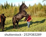 The smartest in the world Beautiful trained shaggy black stallion Stands on his hind legs next to a girl