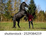 The smartest in the world Beautiful trained shaggy black stallion Stands on his hind legs next to a girl