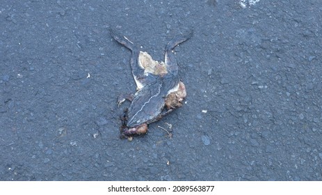 Smashed Frog On Asphalt Road Stock Photo (Edit Now) 2089563877