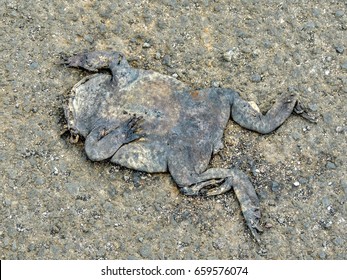 60 Smashed Frog Images, Stock Photos & Vectors | Shutterstock