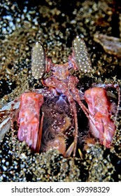 Smashing Mantis Shrimp