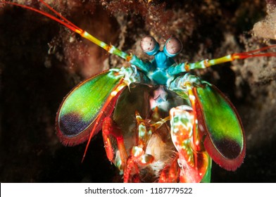 Smashing Mantis Shrimp, Odontodactylus Scyllarus, Bali Indonesia.