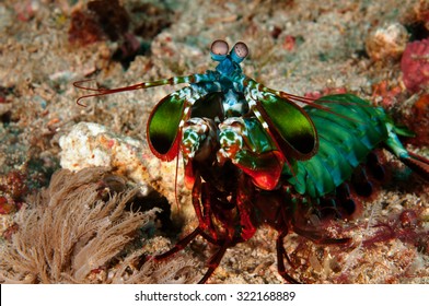 Smashing Mantis Shrimp, Odontodactylus Scyllarus, Flores Indonesia.