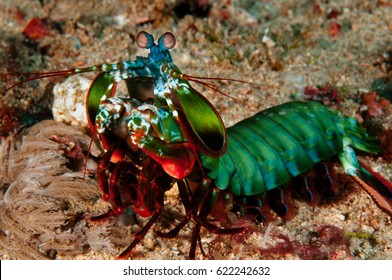 Smashing Mantis Shrimp, Odontodactylus Scyllarus, Flores Indonesia. 