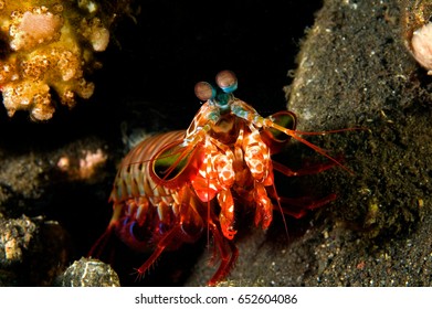 Smashing Mantis Shrimp, Odontodactylus Scyllarus, Bali Indonesia.