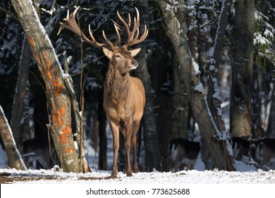 Smell Of Spring:Deer Breathing Fresh Spring Air. Wildlife Landscape With Great Noble Deer (Cervus elaphus). Magnificent Deer On The Edge Of Forest. Beautiful Stag Close-Up, Artistic View. Trophy Stag