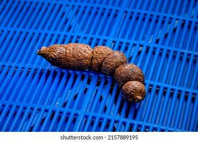 Smelly Animal Shit Pet Excrement On Stock Photo 2157889195 | Shutterstock