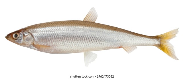 4,222 White smelt fish Images, Stock Photos & Vectors | Shutterstock