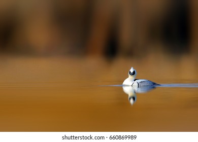 Smew