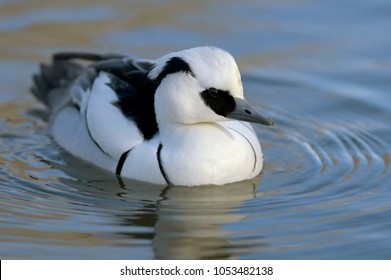 Smew - Mergus Albellus, Male