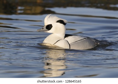 Smew - Mergus Albellus, Male On Water