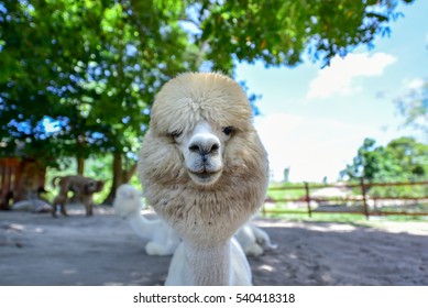 動物 笑顔 の写真素材 画像 写真 Shutterstock