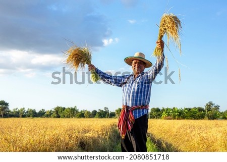 Smile Asian elderly farmer holding rice plant with wearing a shirt and hat stands in yellow rice field . Senior man farmer harvesting rice in countryside of Thailand.