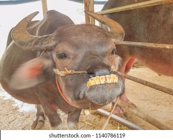 Smiling buffalo