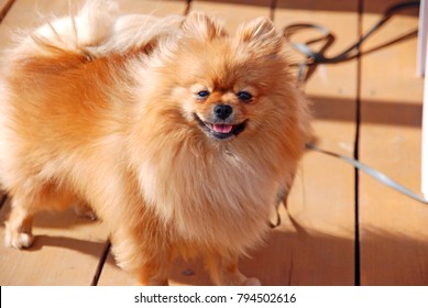 Smile of charming dog pomeranian spitz. Portrait pomeranian smiling dog. Cute fluffy pomeranian spitz dog with smile on face travel on ship deck. Spitz puppy looking with love during his trip.