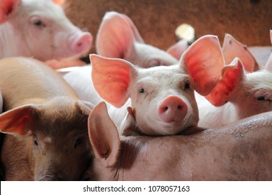 Smile And Eyes Of Pigs Are Going To Eat. Small Piglet Waiting Feed In The Farm Or Pigs In The Stable Are Eating And Growing. To Send To The Slaughterhouse. Is A Pork Industry To Be Human.