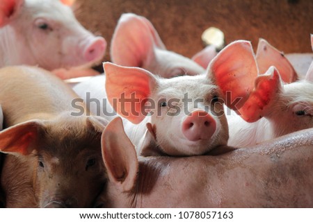 Smile and eyes of pigs are going to eat. Small piglet waiting feed in the farm or pigs in the stable are eating and growing. To send to the slaughterhouse. Is a pork industry To be human.