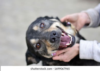 smile of happy dog in the arms of the loving hands of the hostess. dog portrait