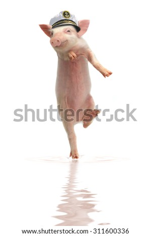 Smile a pig on hind legs walking on water