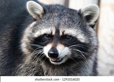 Smile Raccoon Face