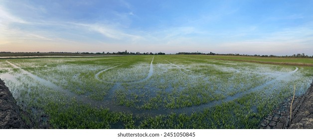 smile of the rice fields