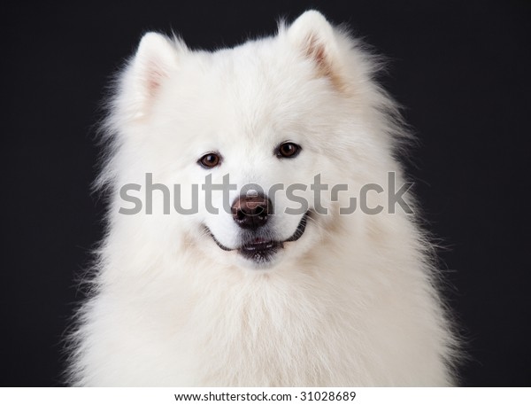 Smile Samoyed Dog Isolated On Black Foto stock 31028689 | Shutterstock