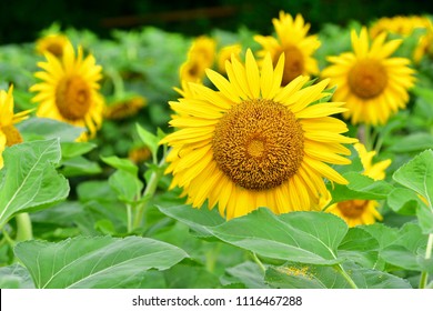 Big Plant Smiling Sunflower High Res Stock Images Shutterstock