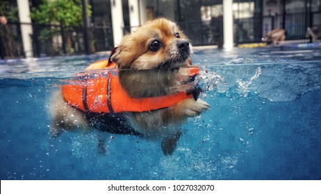 A smiley cute dog, brown petite one, is swimming with the orange lifeguard jacket in the new blue pool to get a soft exercise. Water therapy is a good healing and comfortable relaxing activity.