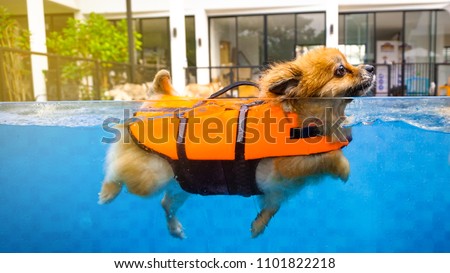A smiley cute dog, brown petite one, is swimming with the orange lifeguard jacket in the pool to get a soft exercise. Water therapy is a good healing and comfortable relaxing activity. background pets
