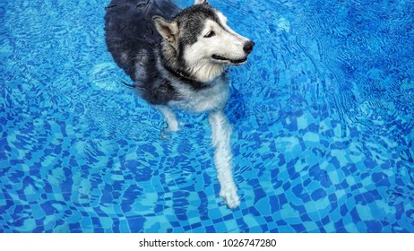 are siberian huskies good swimmers