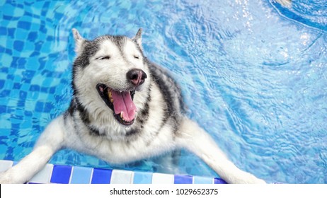 are siberian huskies good therapy dogs