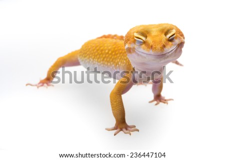 Smiley leopard gecko